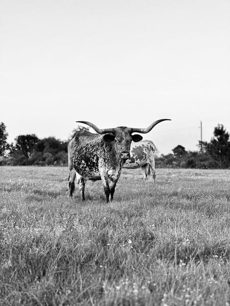 Longhorn Serenity