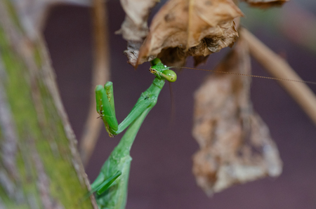 Entry image for Don’t bug me. Clicking this image will show a larger photo