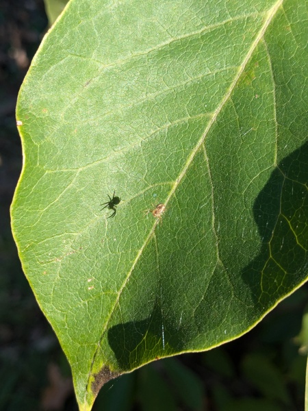 Spider Shadow
