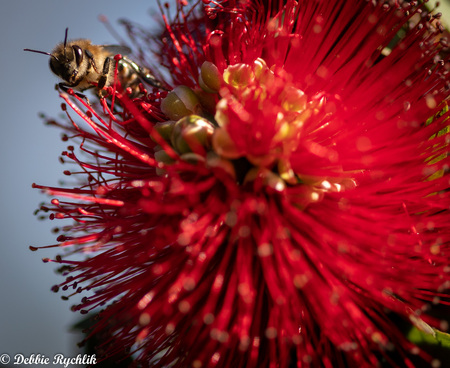 Entry image for Bee-tiful. Clicking this image will show a larger photo