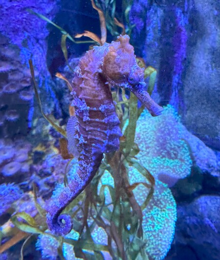 Entry image for  Sea Horse. Clicking this image will show a larger photo
