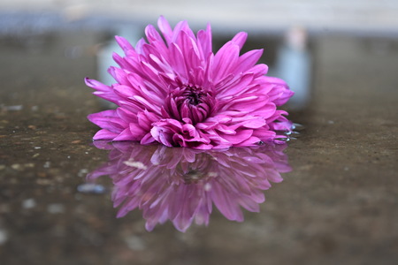 A Beautiful Reflection 