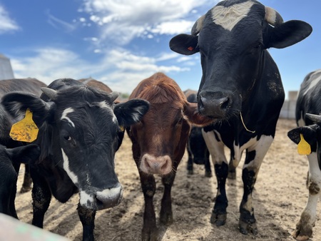 Cows