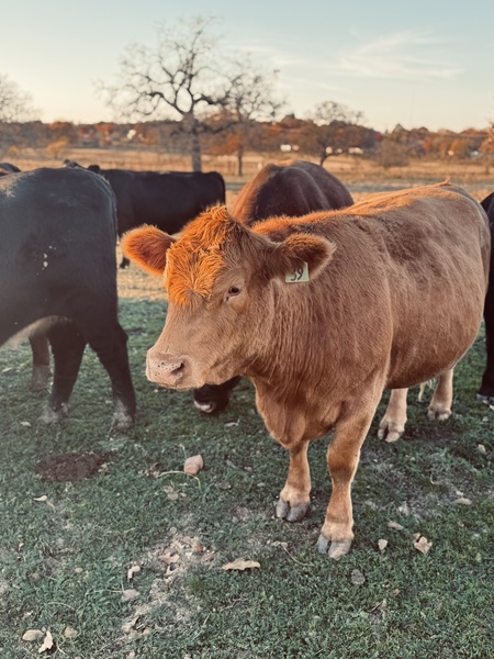 Entry image for Sunday afternoon snacks . Clicking this image will show a larger photo