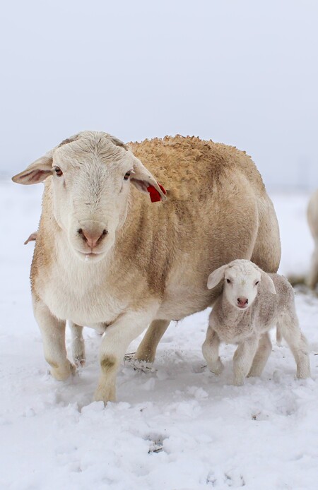 Entry image for Snowy Sheep. Clicking this image will show a larger photo