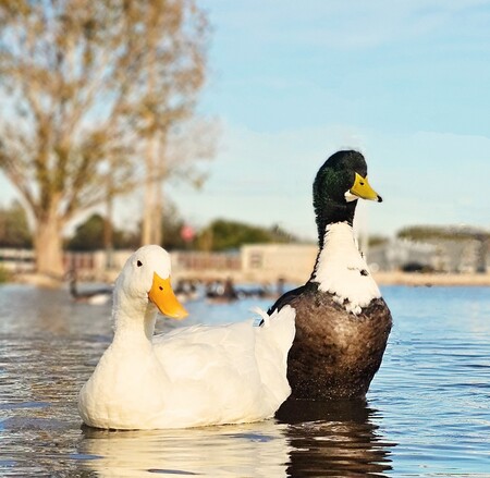 Entry image for Duck pond. Clicking this image will show a larger photo