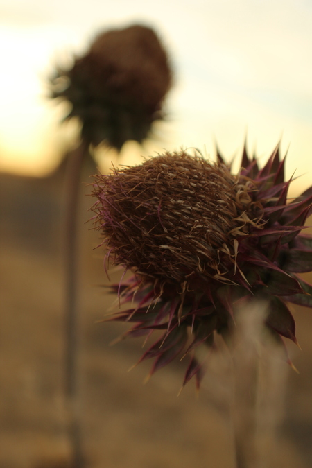 Entry image for Seed pod at dusk. Clicking this image will show a larger photo