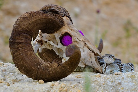 Black Tailed Rattlesnake