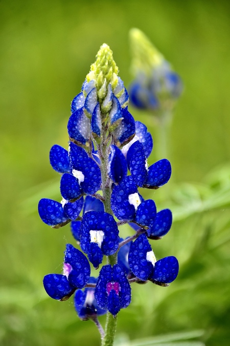 Texas Bluebonnet