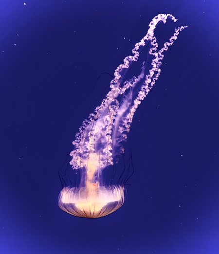 Entry image for Jellyfish. Clicking this image will show a larger photo