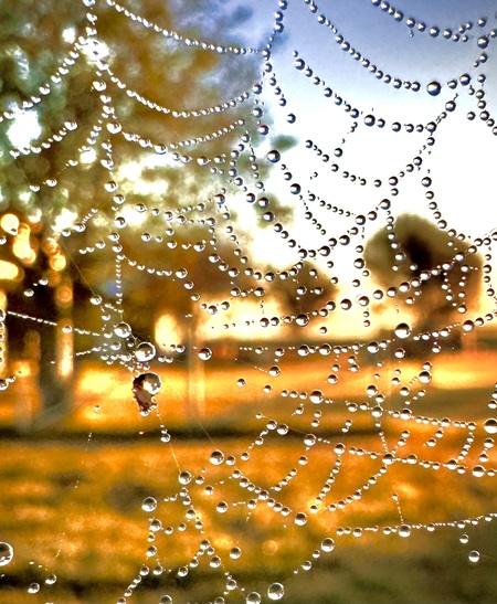 Entry image for Spiderweb. Clicking this image will show a larger photo