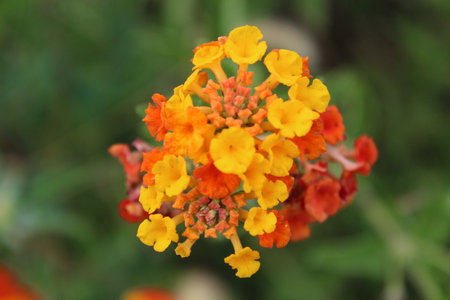 Entry image for Floral Brights. Clicking this image will show a larger photo