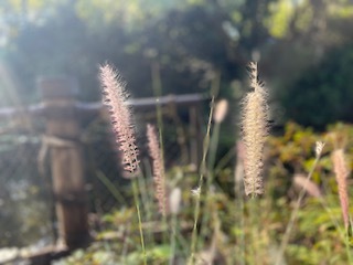 Entry image for The details. Clicking this image will show a larger photo