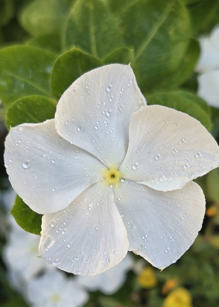 The White Flower 