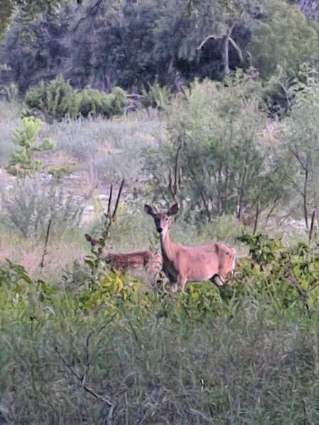 Whitetail Action
