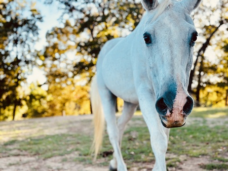 Life With Horses 