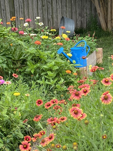 Entry image for Spring Zinnias . Clicking this image will show a larger photo
