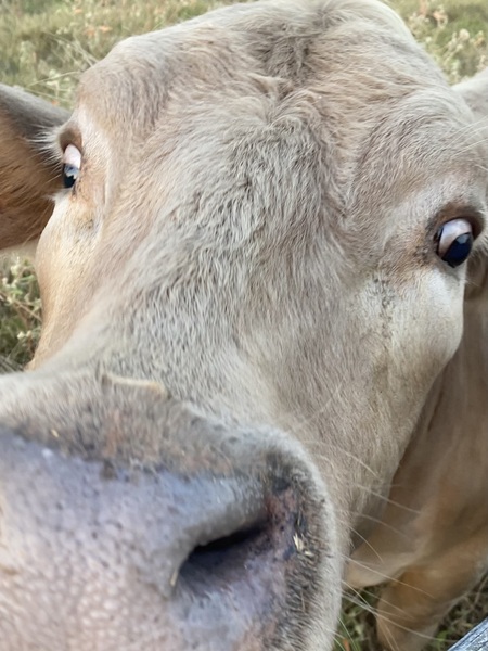 Mooove over 