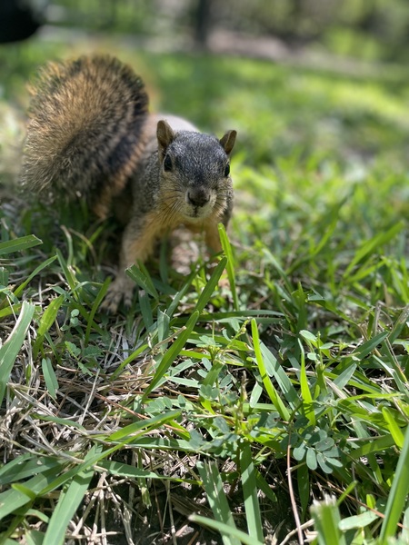 Entry image for Squirreling Around. Clicking this image will show a larger photo