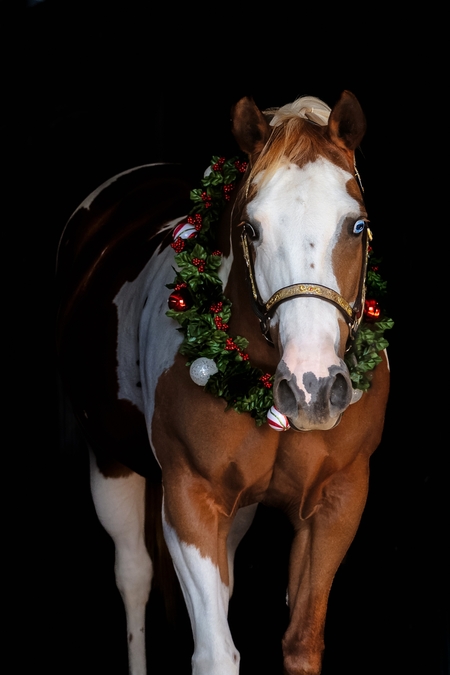 Holiday Hoofbeats