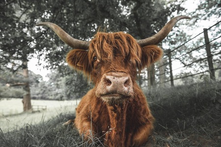 Life of cattle. 