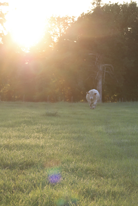 Entry image for Hank’s Sunset. Clicking this image will show a larger photo