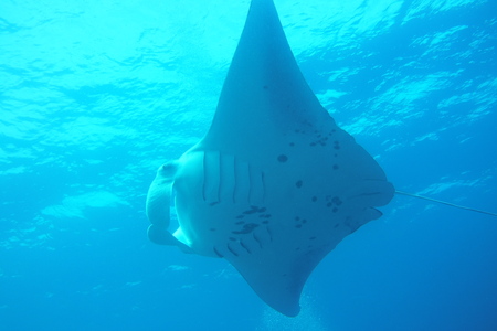 A Beautiful Giant