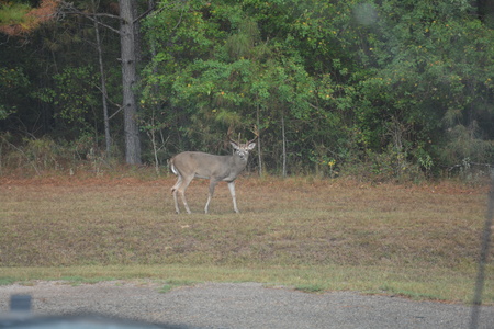 Subdivision Buck