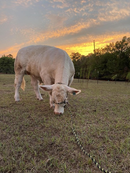 Entry image for Sunset . Clicking this image will show a larger photo