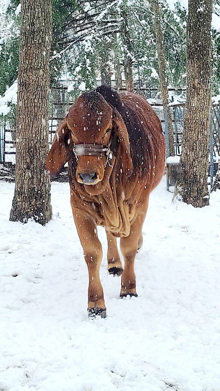 Winter Wonderland