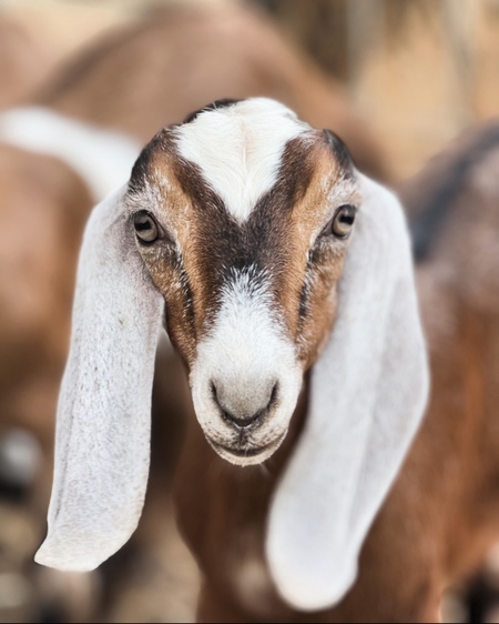 Entry image for Coraline The Great . Clicking this image will show a larger photo