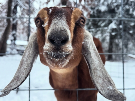 Entry image for Snow Day On The Farm . Clicking this image will show a larger photo