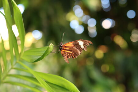 Mystic gardens 