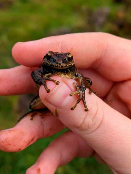 Entry image for Amphibian Friend . Clicking this image will show a larger photo