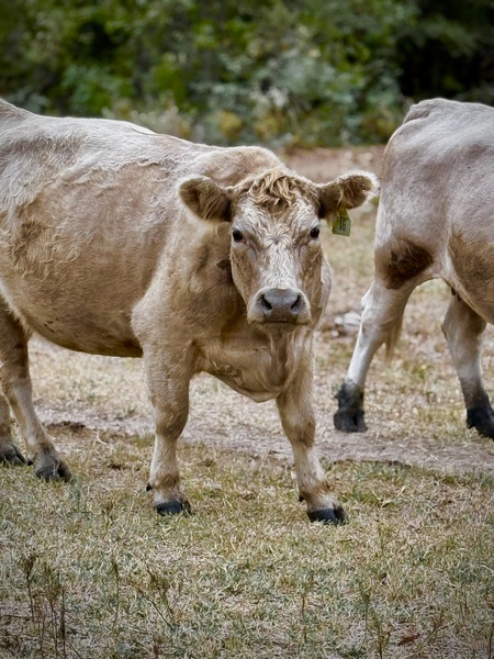 Entry image for Farmyard Stare. Clicking this image will show a larger photo