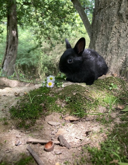 Entry image for Spring Bunny . Clicking this image will show a larger photo