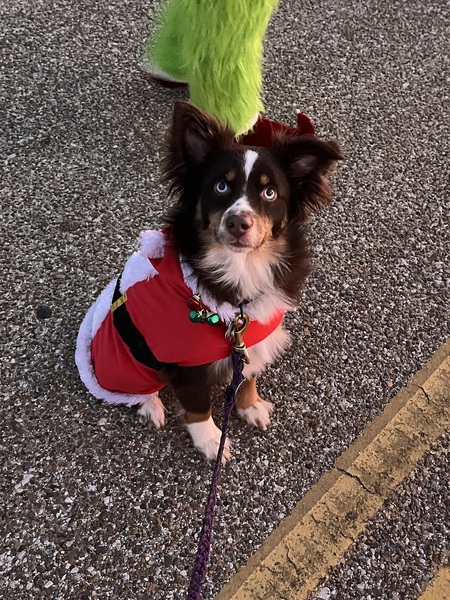 Entry image for Santa paws . Clicking this image will show a larger photo