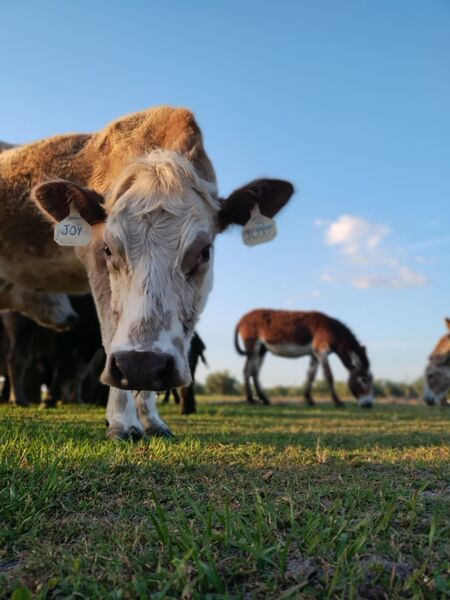 Entry image for A Farmers Joy. Clicking this image will show a larger photo