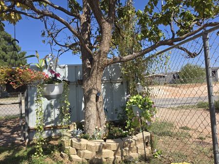 Entry image for Backyard Tree. Clicking this image will show a larger photo