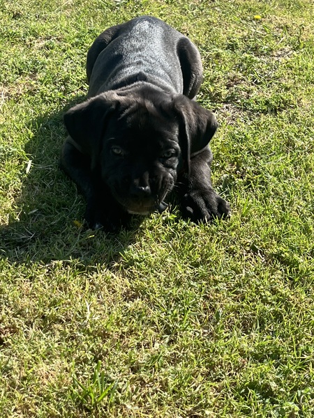 Entry image for Tank. Clicking this image will show a larger photo