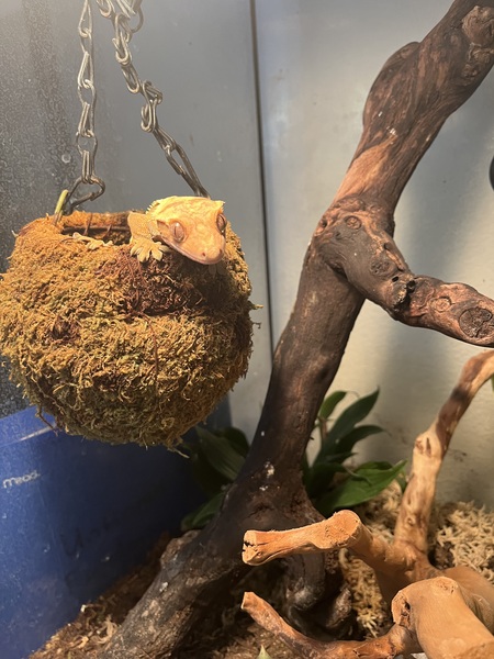 Entry image for Crested gecko. Clicking this image will show a larger photo