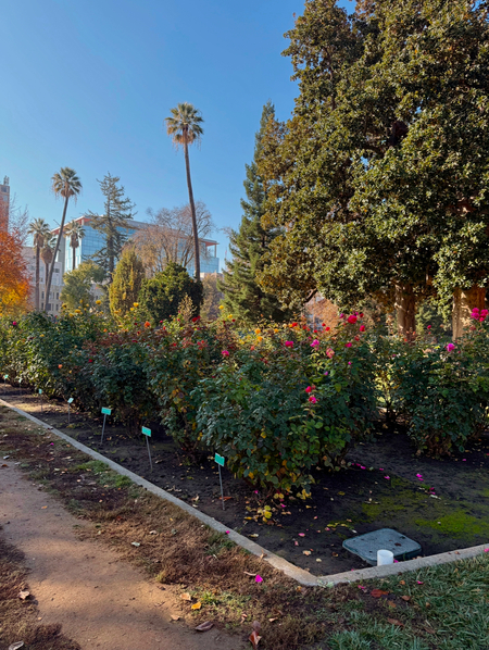 Entry image for The Capital Flower Patch. Clicking this image will show a larger photo