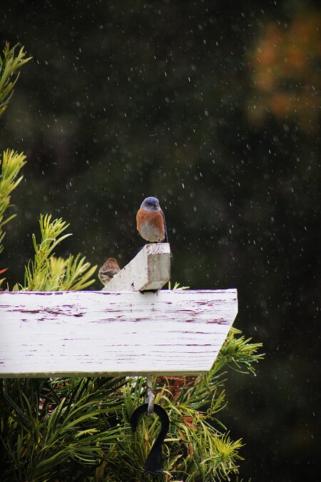 Entry image for Perching in the Rain. Clicking this image will show a larger photo