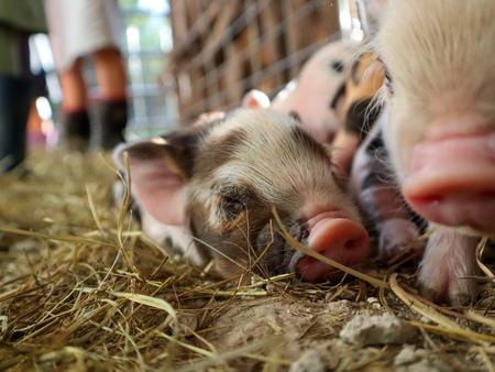Baby Pigs
