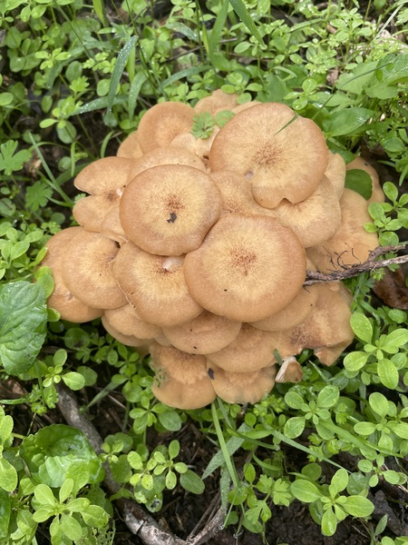 Entry image for I’m a Fungi. Clicking this image will show a larger photo