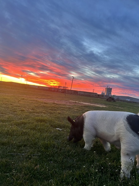 Entry image for The Final Sunset. Clicking this image will show a larger photo