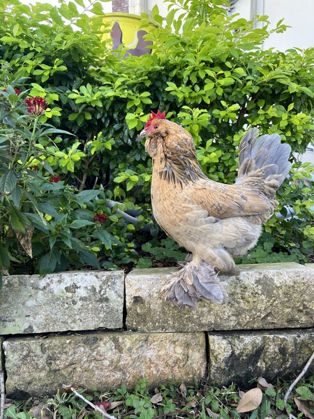 Chicken in Suburbia