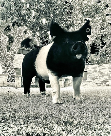 Entry image for Playing in the twilight . Clicking this image will show a larger photo