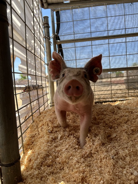 Entry image for Light Cross Gilt . Clicking this image will show a larger photo