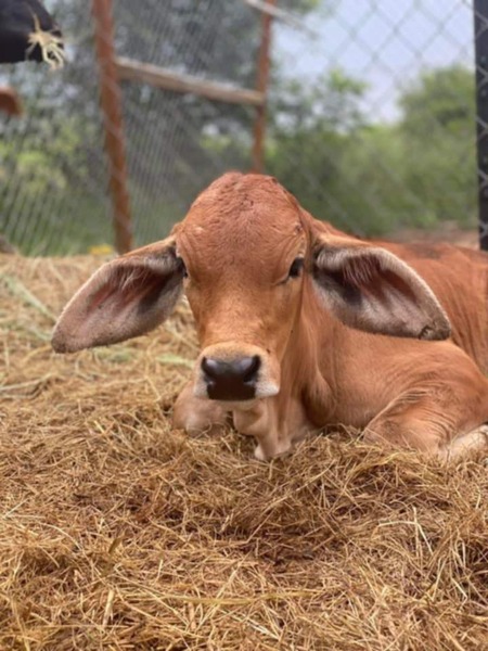 Peter Bramah calf